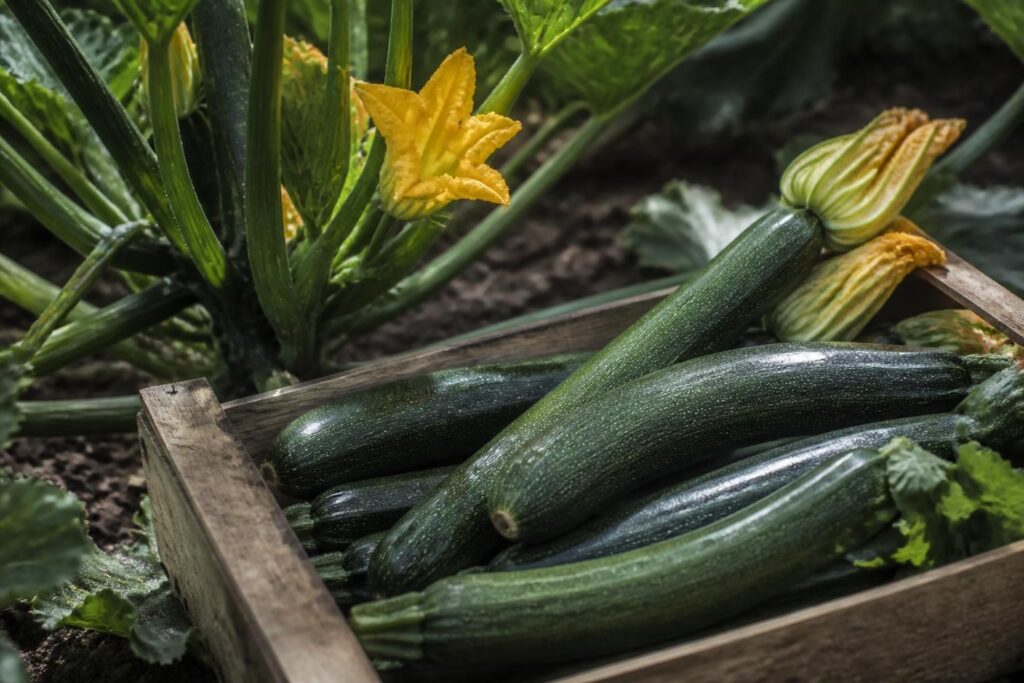 Zucchini rechtzeitig ernten: Warum kleinere Früchte aromatischer sind und die Pflanze länger trägt
