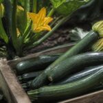 Zucchini rechtzeitig ernten: Warum kleinere Früchte aromatischer sind und die Pflanze länger trägt