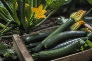 Zucchini rechtzeitig ernten: Warum kleinere Früchte aromatischer sind und die Pflanze länger trägt