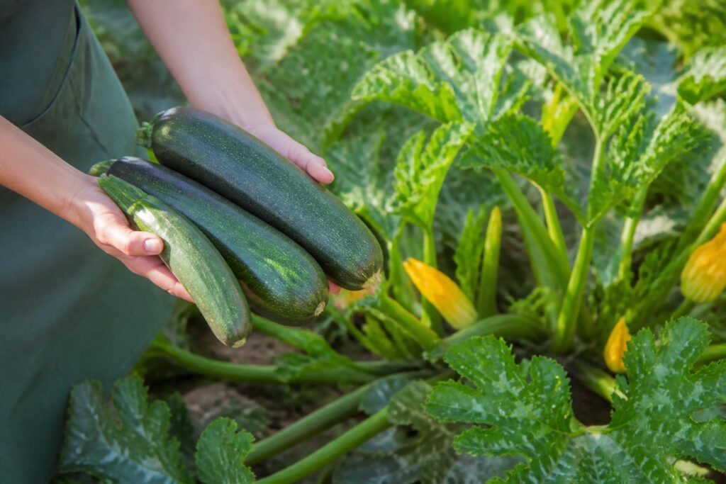 Zucchini werden dick und schwammig: Bei dieser Größe sollten die Früchte spätestens geerntet werden