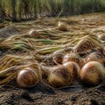 Zwiebeln liegen nach der Ernte im Beet: Wie lange sie trocknen müssen, bevor sie ins Lager dürfen