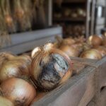 Zwiebeln nach der Ernte nicht sofort einlagern: Dieser Trocknungsfehler lässt ganze Vorräte faulen