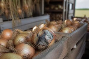 Zwiebeln nach der Ernte nicht sofort einlagern: Dieser Trocknungsfehler lässt ganze Vorräte faulen